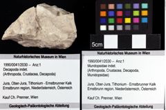 Foto (Objket + Etiketten) von Mundopsidae indet. 